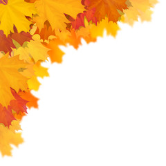 Maple leaf in corner with defocus blur effect. Vector realistic illustration on white background.