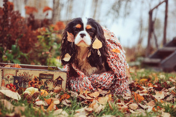 cavalier king charles spaniel dog relaxing outdoor on autumn walk