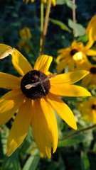 Насекомое на цветке