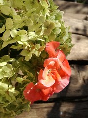 герань и гортензия