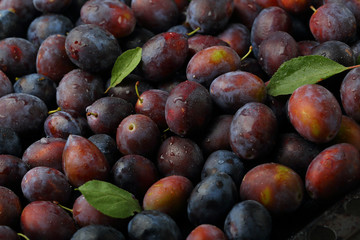 harvest of local fruits