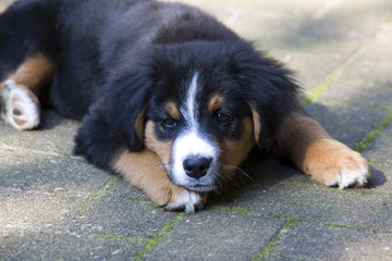 Berner Sennen Welpe döst draußen auf dem Hof
