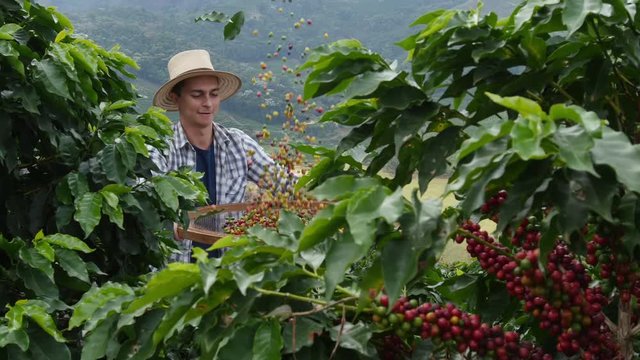 Workers collecting coffee plants