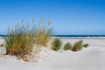 Marram grass and Sand Couch, forming an embryonic dune, the first stage of dune development