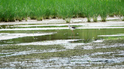 Black and white birds and long legs.