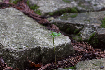 石段と新芽