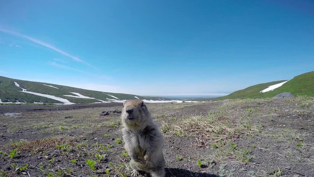Очень доверчивые камчатские суслики (евражки). Долина вулканов Корякского и Авачинского. Полуостров Камчатка.