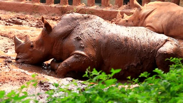 Rhino in the Red Mud to Cool down the Heat in Summer