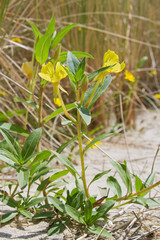 Common evening-primrose in the dunes