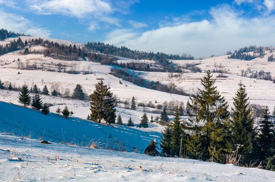 spruce trees on rural hillside in winter. beautiful scenery in mountainous countryside