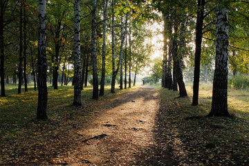 Лесная аллея