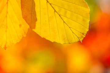 Obraz premium Autumn leaves background