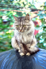 Obraz premium Portrait of a beautiful gray cat with green eyes in the countryside