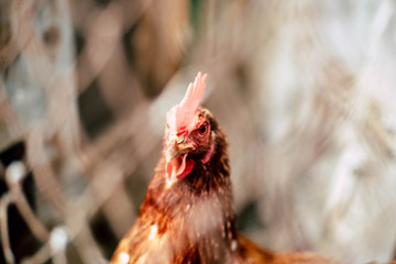 Portrait of a red-haired hen on a farm. Chicken behind the metal mesh.