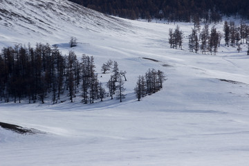 Pine forest on snow hill, Khovsgol