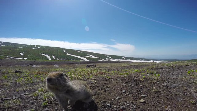 Очень доверчивые камчатские суслики (евражки). Долина вулканов Корякский и Авачинский.