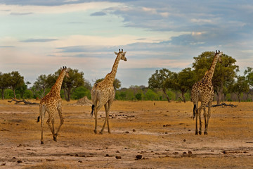 Herd of giraffes walking across the african plains with a misty dusky sky