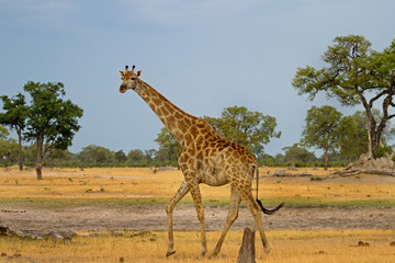 Afican giraffe walking across the plains in south luangwa, zambia