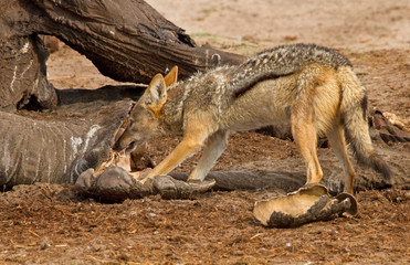 Striped Jackal feeding an an elephant carcass  in Hwange, Zimabwe
