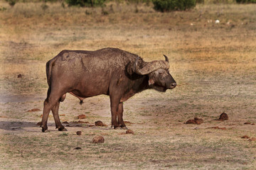 Obraz premium A Solitary Dager Boy Buffalo standing on the african plains