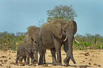 Mother and calf elephant standing on the African savannah with a bright blue cloudless sky and the bush in the background, 