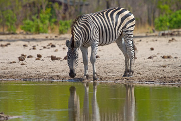 Fototapeta na wymiar close up of a burchell zebra drinking from a waterhole with a good reflection in Hwange, Zimbabwe