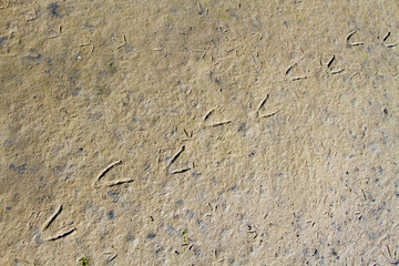 Footprints of a bird in the mud of a mudflat