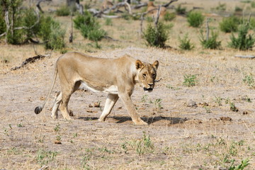 Naklejka na ściany i meble Lioness walking on the dry plains in Hwange, Zimbabwe