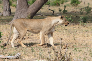 Naklejka na ściany i meble Lioness on the prowl in Hwange, Zimbabwe