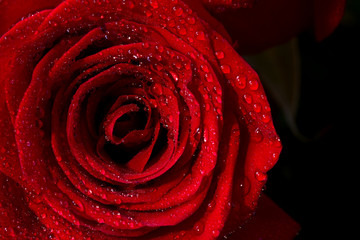 Beautiful close up red rose