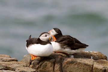 Iconic Atlantic Puffin perched on a rock on the Farne Island, Northumberland