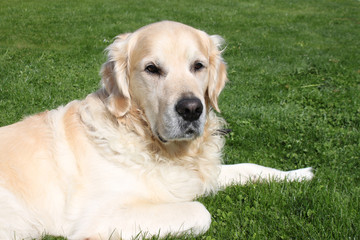 Golden Retriever Portrait