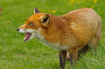 Red Fox with mouth open against a bright green grass background