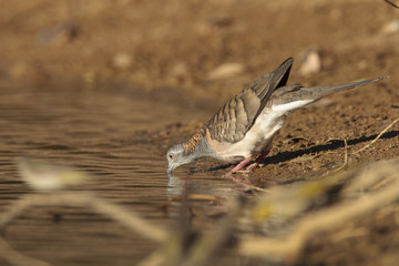 Bar-shouldered Dove drinking
