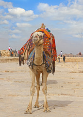 Lone camel standing in the desert with a harness and blanket on it's back, waiting for tourists to take a ride around the historic sites