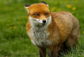 British Red Fox with it's here flat against his head