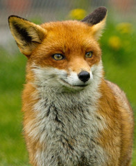 A very handsome British Red Fox looking alert