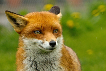 Fototapeta premium close up of a British Red Fox with a natural green grass background