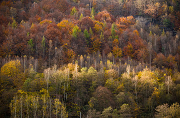 Autumn forest. Beautiful rural scenery.