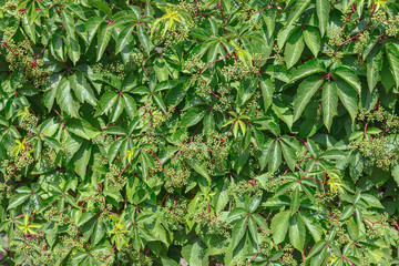 Wild grapes leaves on the wooden fence