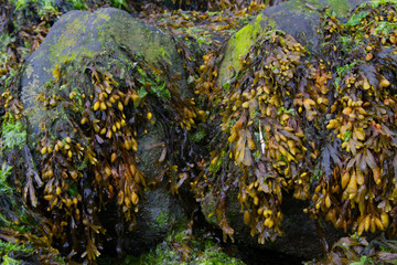 Bladderwrack seaweed attached to the boulders of a dike
