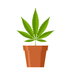 Marijuana hemp (Cannabis sativa or Cannabis indica) leaf in terracotta flowerpot on white background