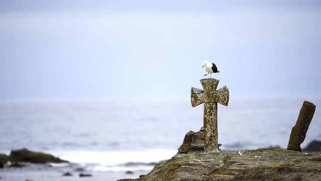 Gaviotas sobre las tumbas