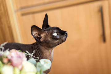 Canadian sphynx Cat sitting.Sphynx cat is in interesting position in his house.Portrait of Gazing Sphynx Cat on a flowers background