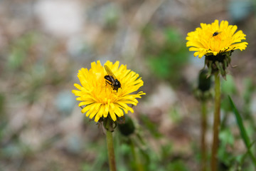 Leaves, roots and trunks of the enchanted forest