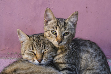 Obraz premium mom cat and her baby