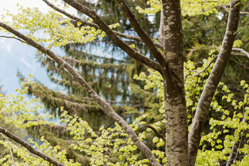 Fototapeta premium Leaves, roots and trunks of the enchanted forest
