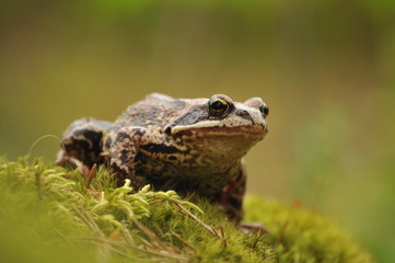 frog