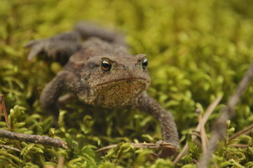 toad