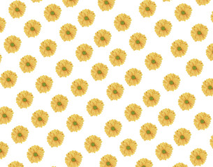 Seamless pattern of fresh yellow daisy flower on white background